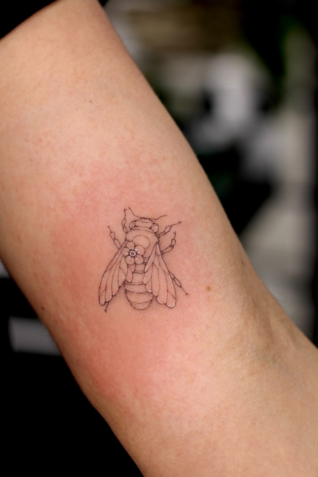 Blanka – blanka fineline bee (2)